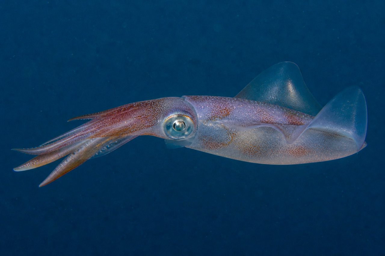 Kalamar