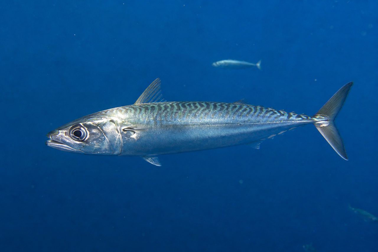 Kolyoz — Scomber japonicus