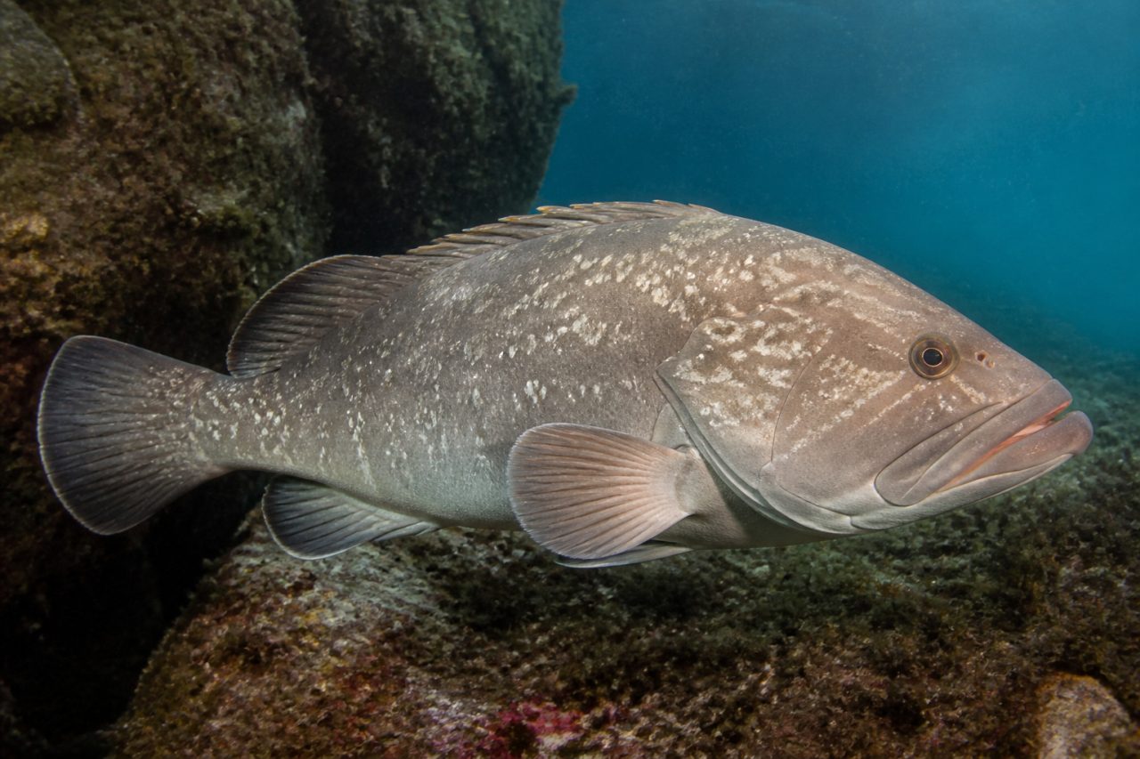 Lahoz — Epinephelus aeneus