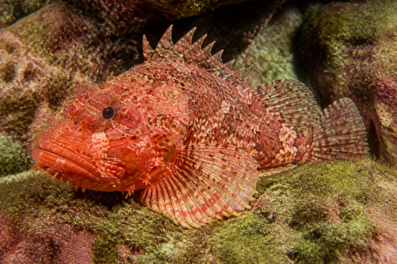 Lipsoz — Scorpaena scrofa