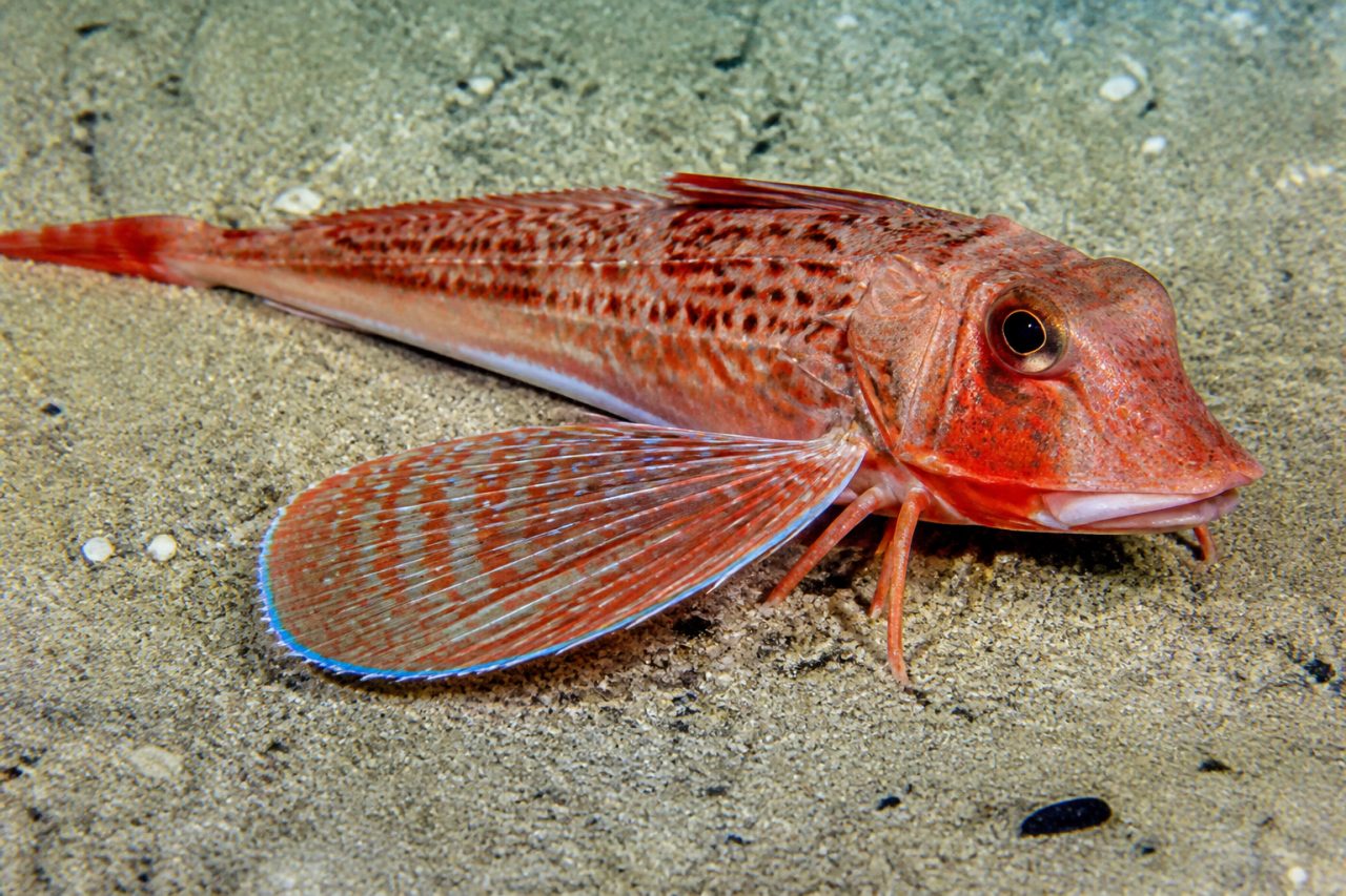Mazak — Chelidonichthys lastoviza