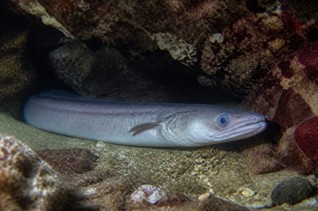 Mığrı — Conger conger