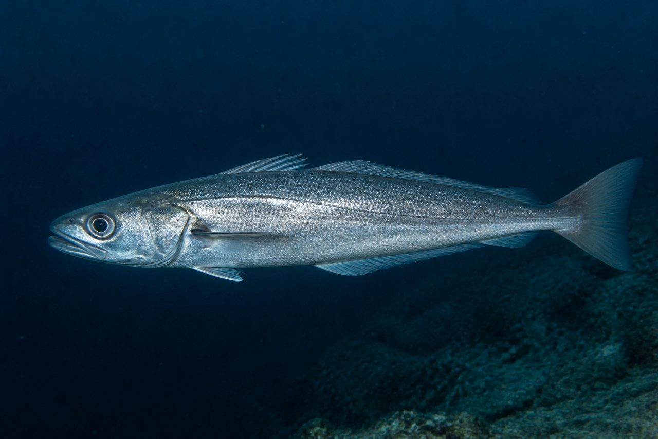 Mırlan (Berlam) — Merluccius merluccius