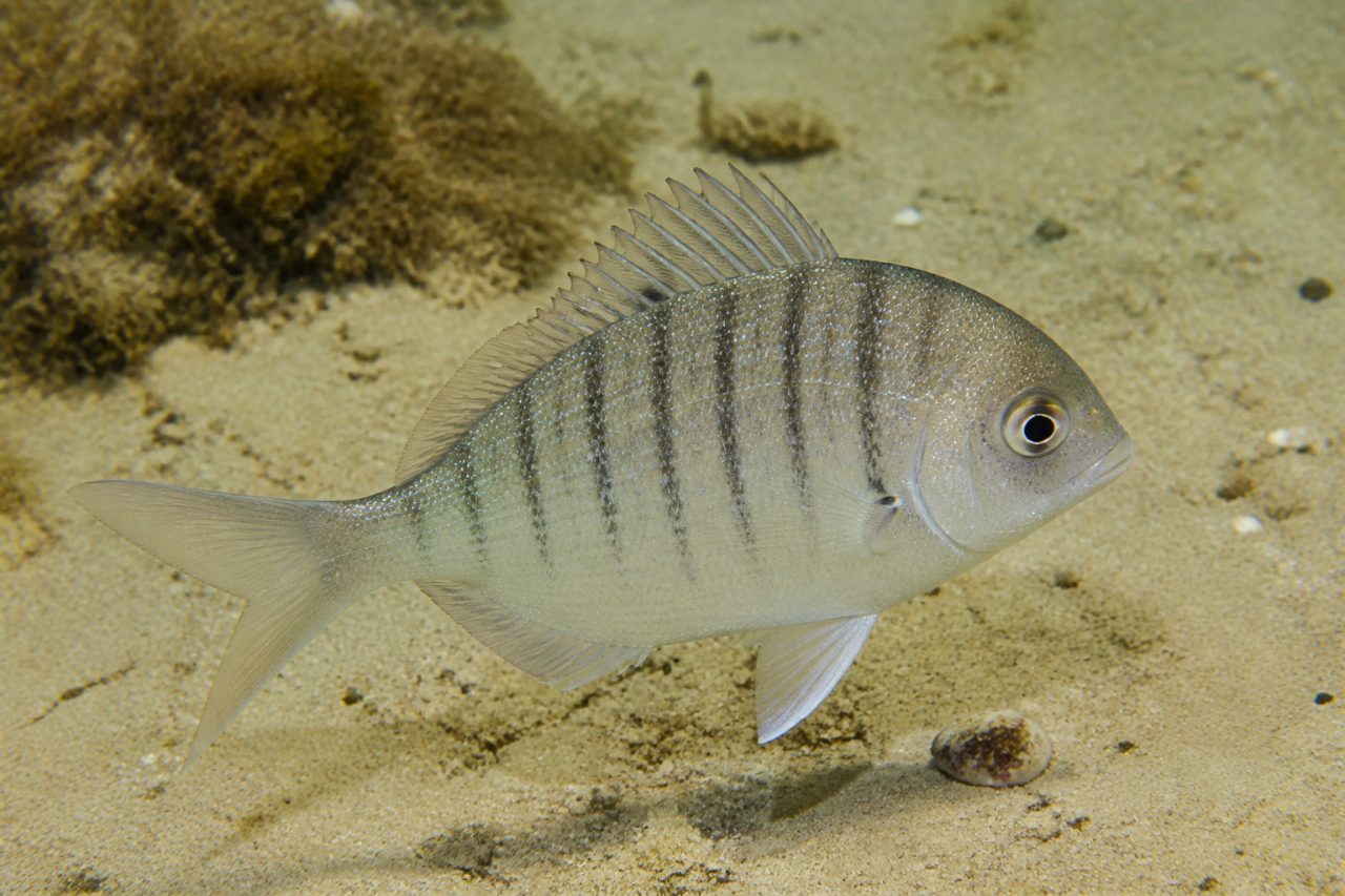 Mırmır — Lithognathus mormyrus