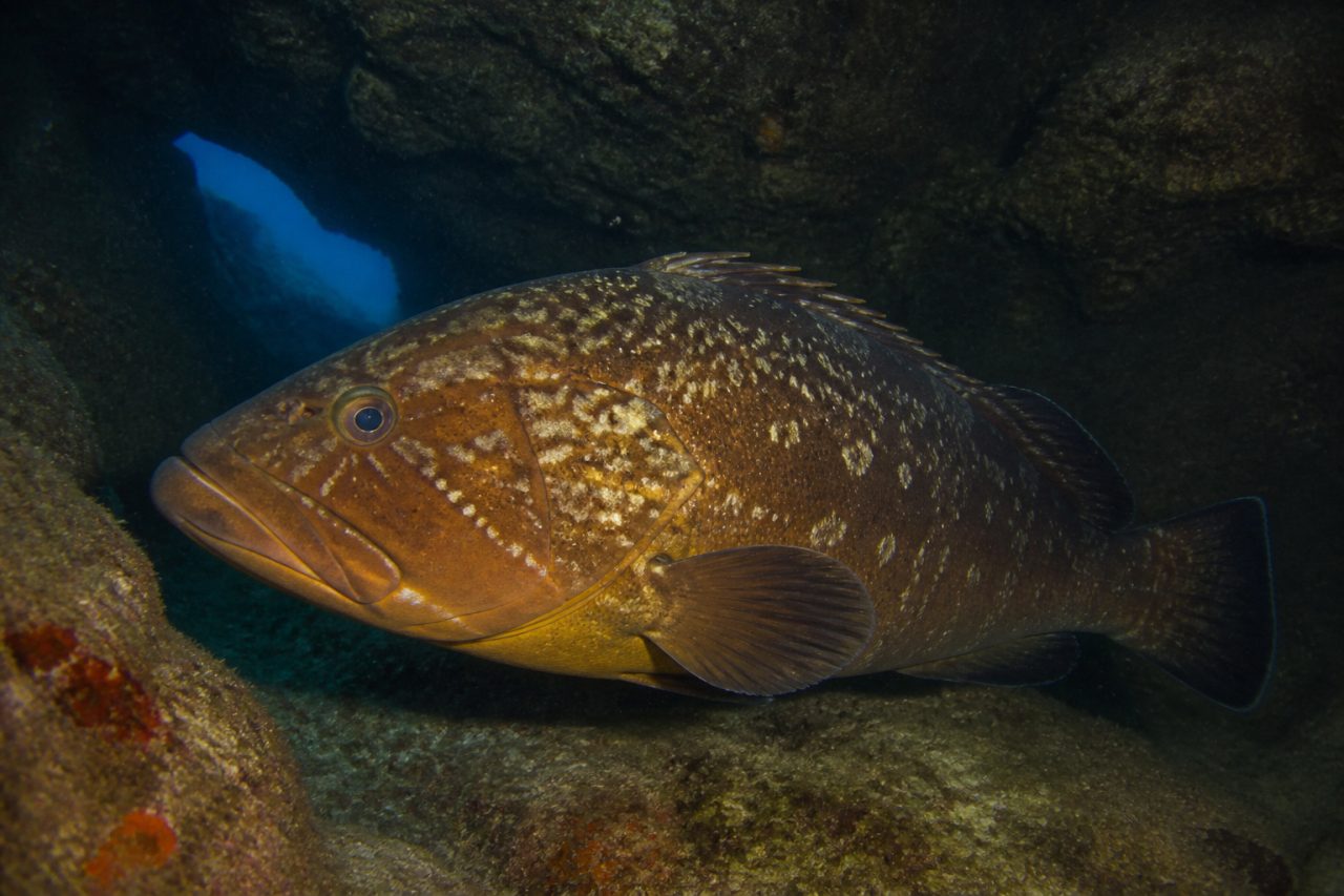 Orfoz — Epinephelus marginatus
