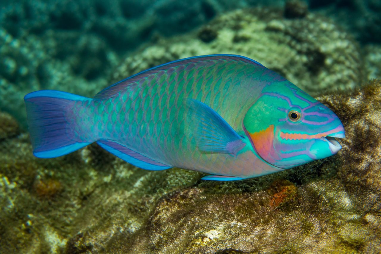 Papağan — Sparisoma cretense