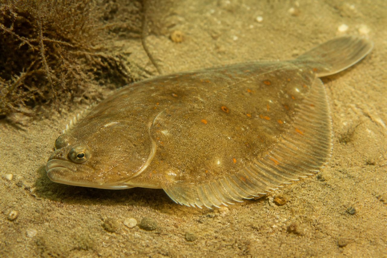 Pisi — Pleuronectes platessa