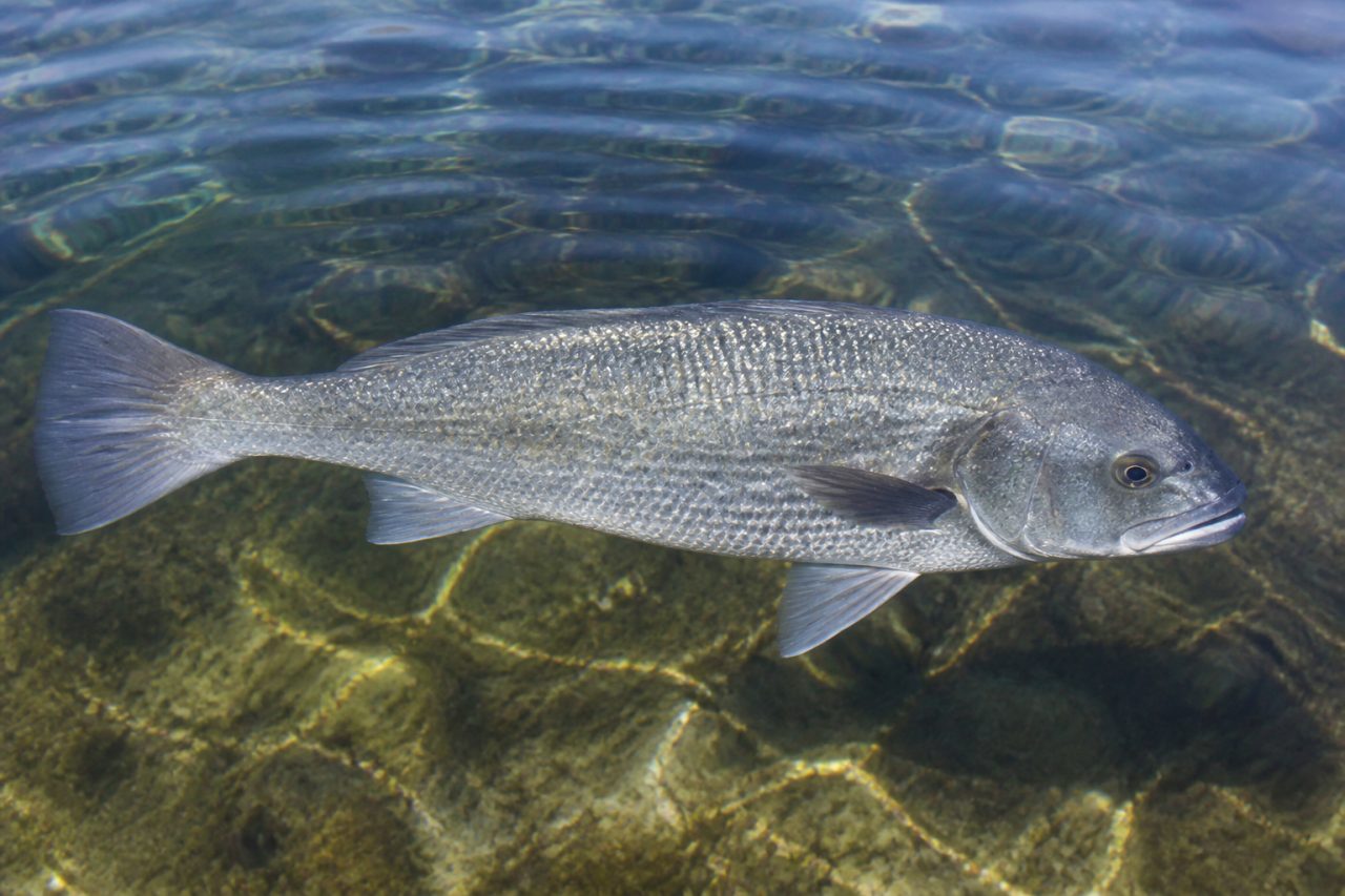 Sarıağız — Argyrosomus regius