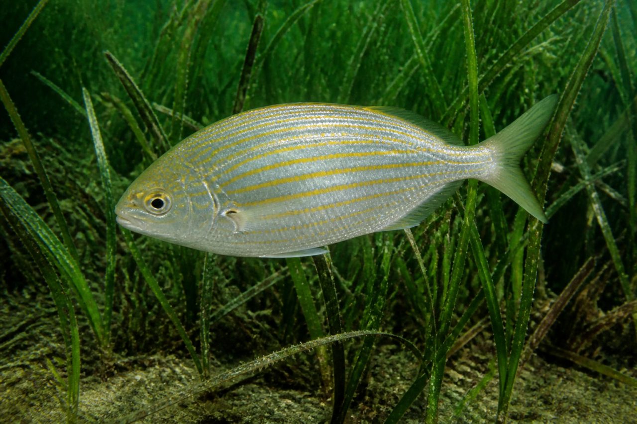 Sarpa — Boops salpa, Sarpa salpa
