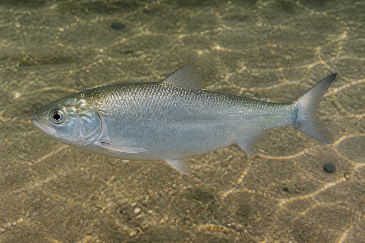 Tirsi — Alosa fallax nilotica
