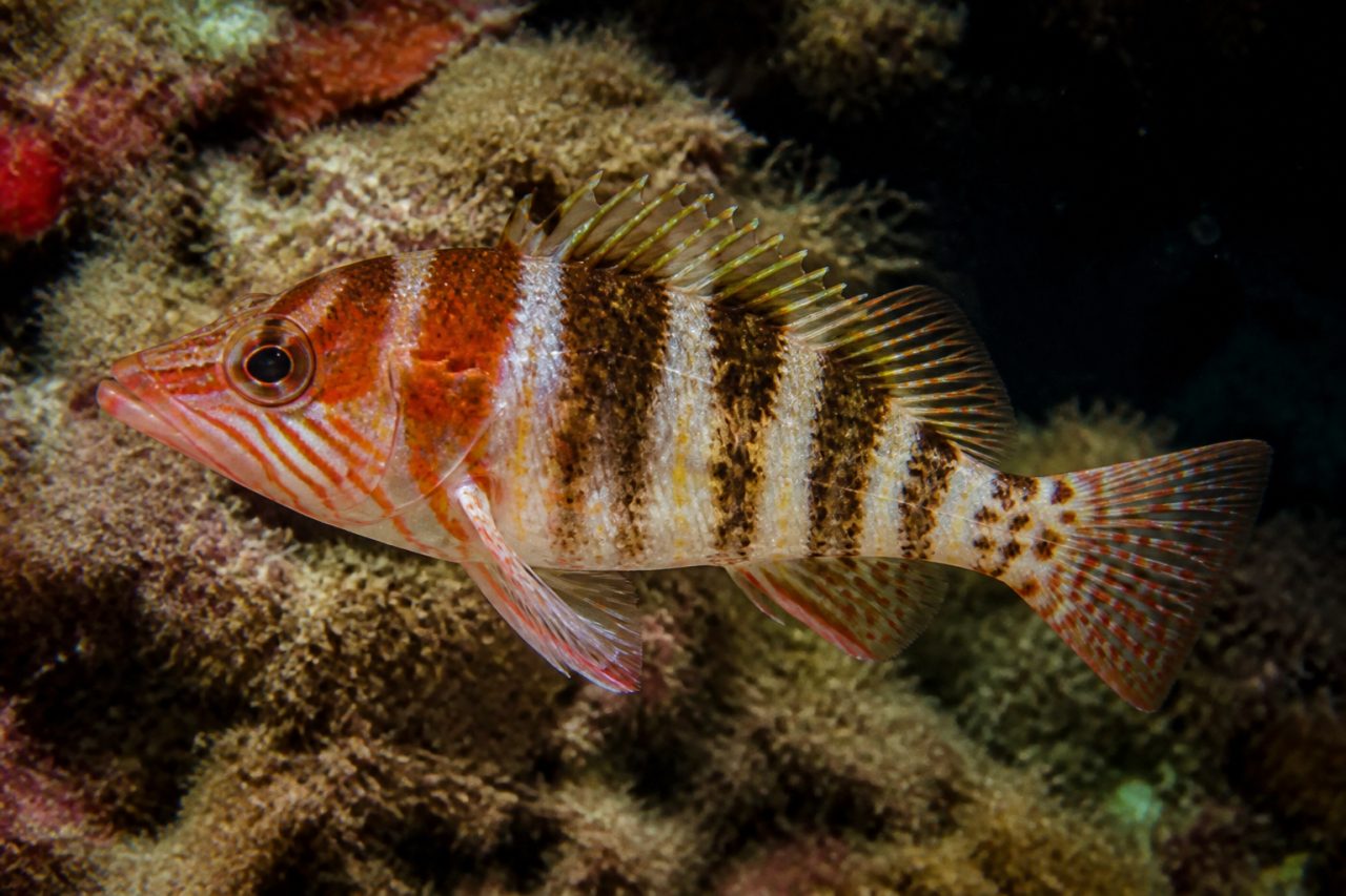 Yazılı Hani — Serranus scriba