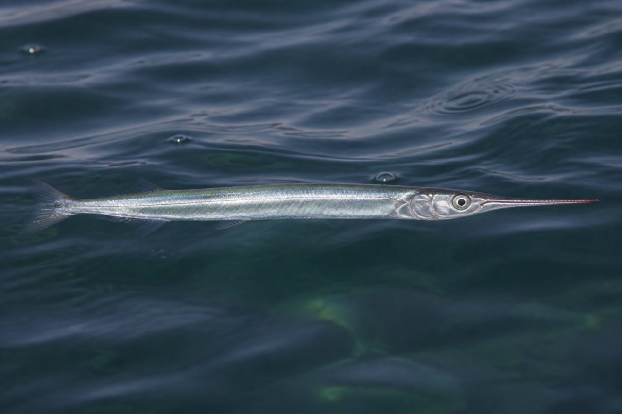Zargana — Belone belone